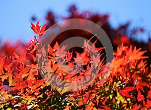 Acer palmatum photo